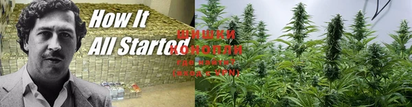трава Осинники